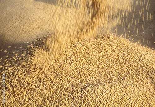 Agriculture, pouring soybean to trailer, blur motion
