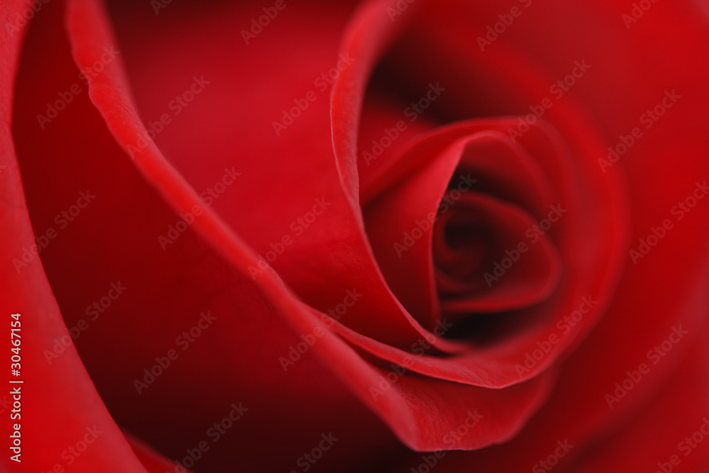 Naklejka premium Macro flower beautiful rose