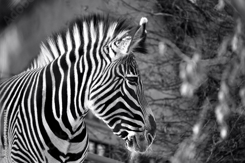 Zebra in Balck and White