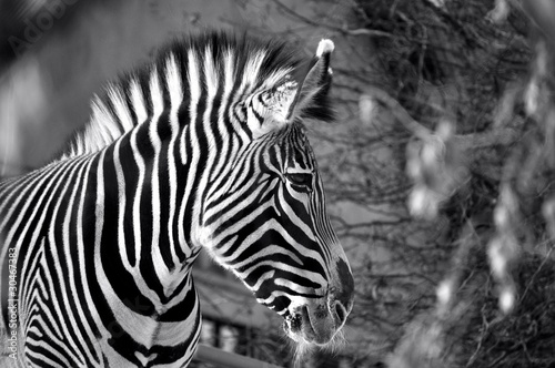 Zebra in Balck and White photo