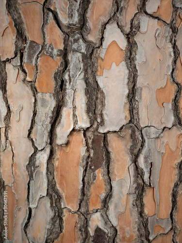 Bark - wood texture