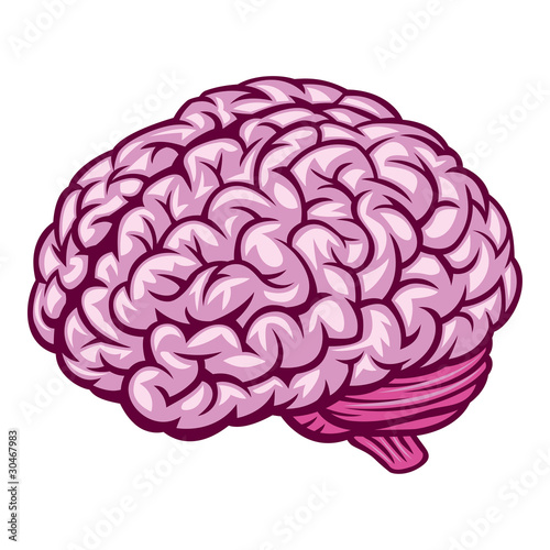 Brain