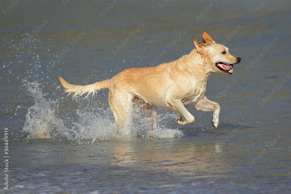 Golden retriever running and playing in shallow water Golden retriever running and playing in shallow water