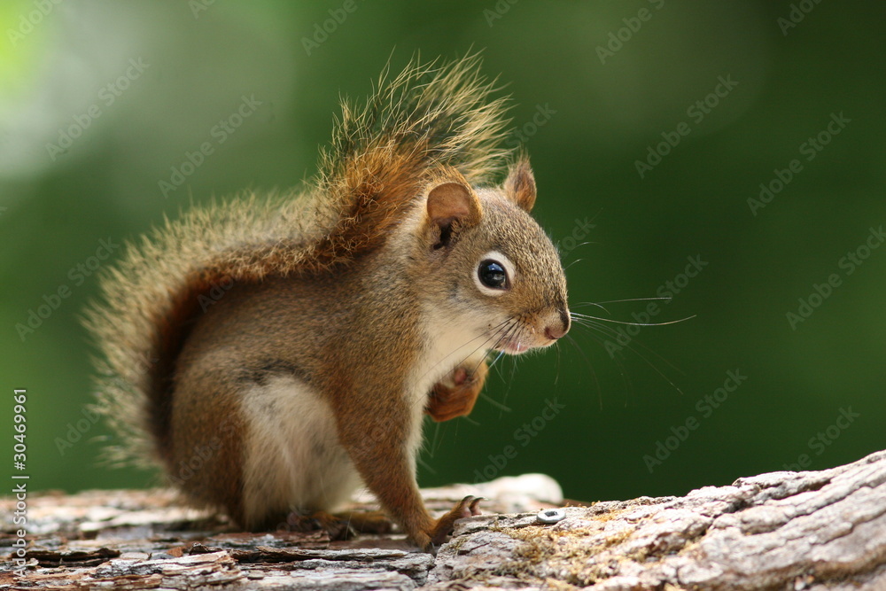 Red Squirrel (Tamiasciurus hudsonicus) Sitting on a Branch Red Squirrel (Tamiasciurus hudsonicus) Sitting on a Branch