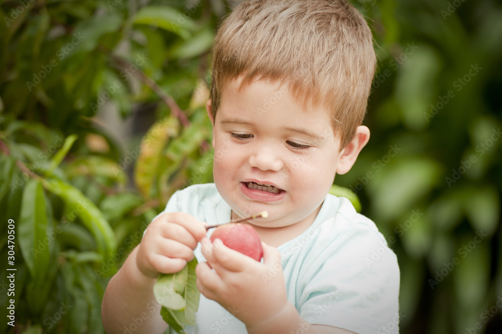 cute little boy picking fruit from tree cute little boy picking fruit from tree