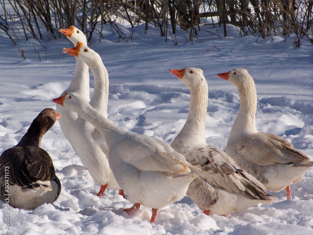 Obraz premium Geese in snow