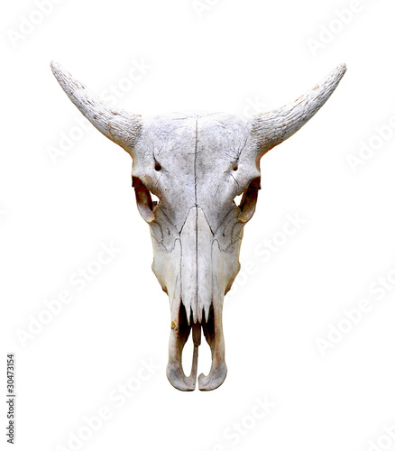 Isolated bull skull