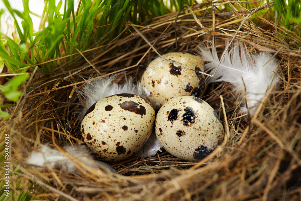 Obraz premium egg in a real nest