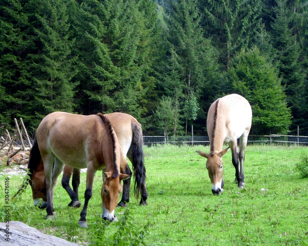 Obraz premium Pferde im Wildpark