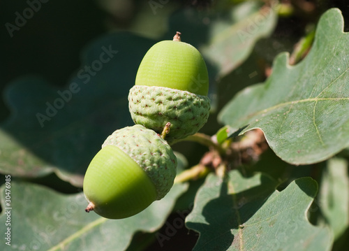 closeup of acorn in the wood