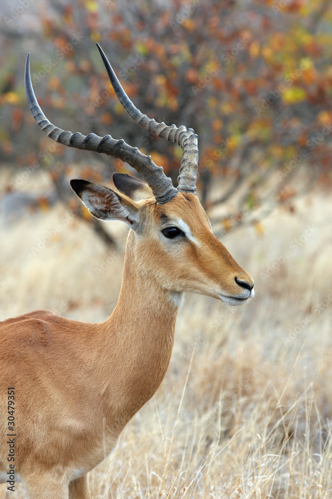 Male impala antelope in the african bush, Kruger NP - obrazy, fototapety, plakaty 
