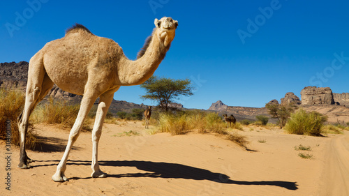 Camel in the Desert - Akakus  Acacus  Mountains  Sahara  Libya