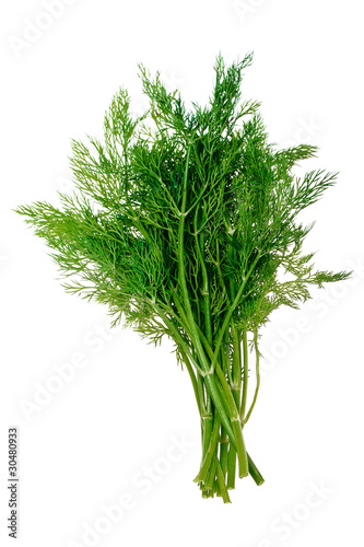 A bunch of fresh dill, isolated on a white background.