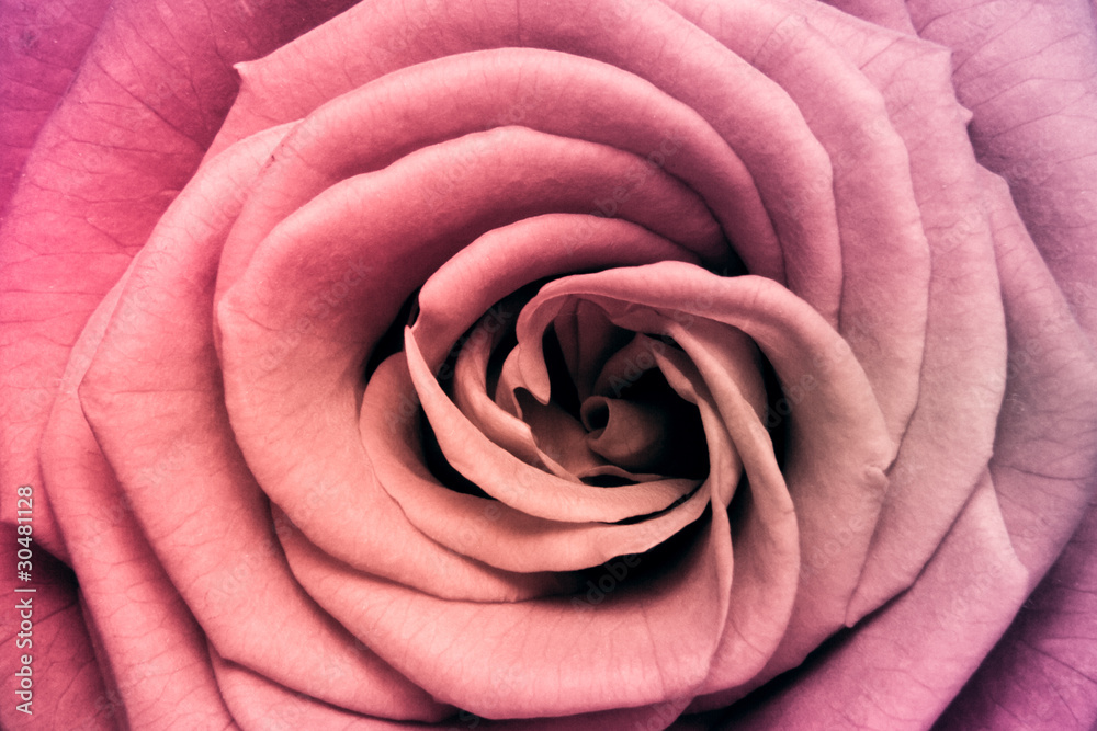 Obraz premium multicolor rose