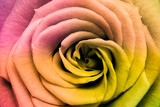 multicolor rose
