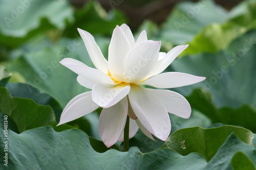 A single white lotus (Nelumbo lutea)