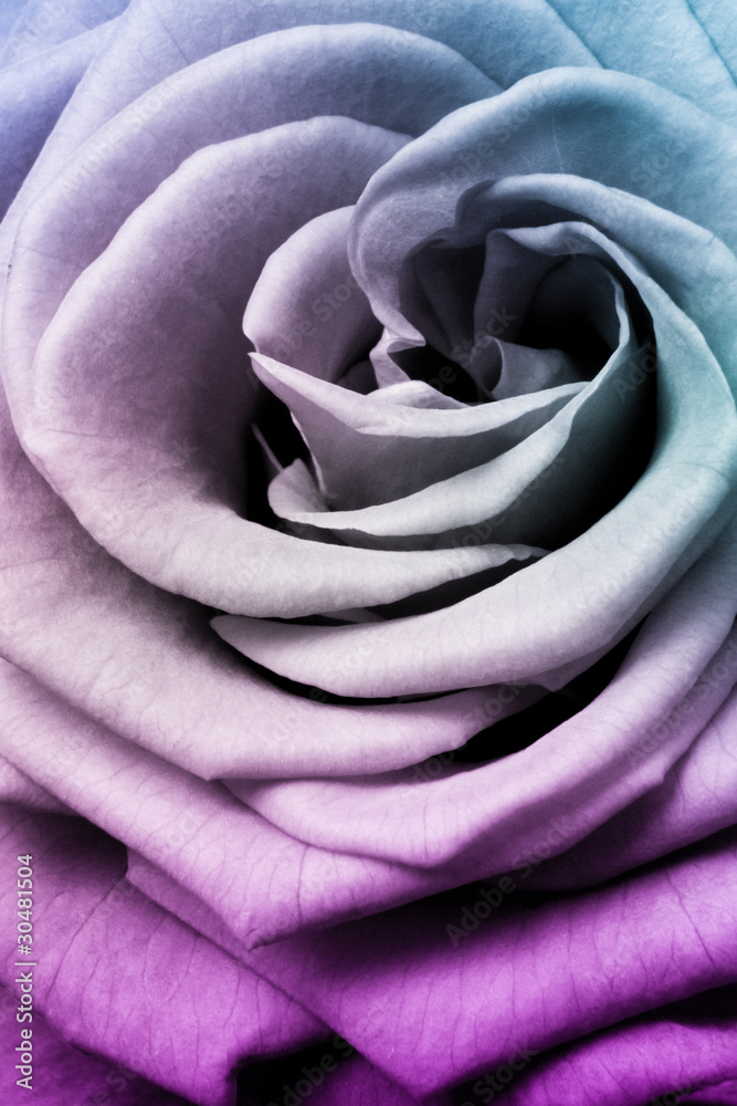 Fototapeta premium multicolor rose