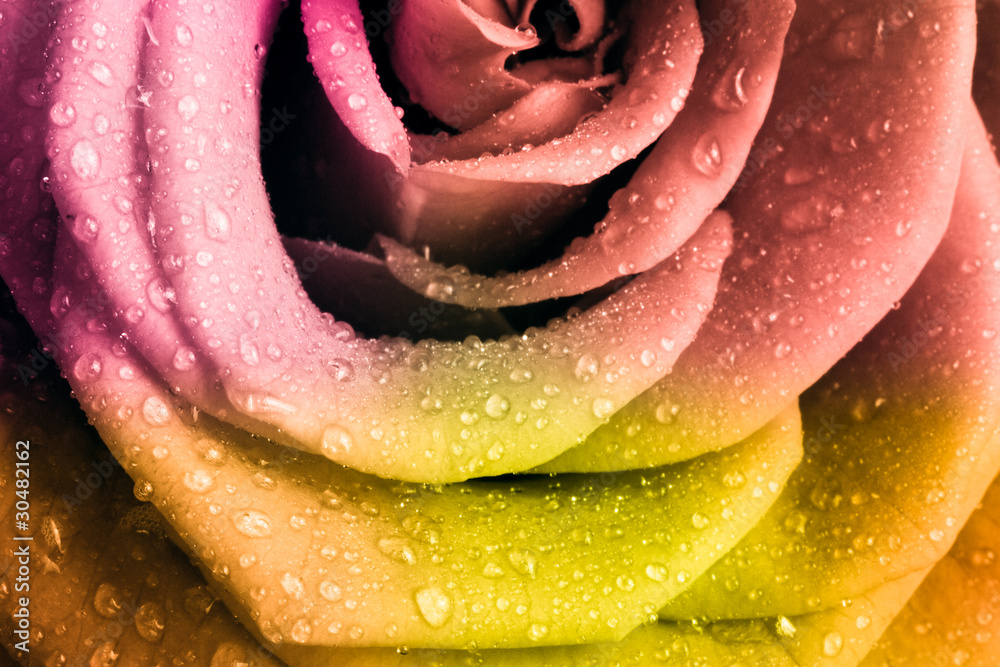 Fototapeta premium multicolor rose