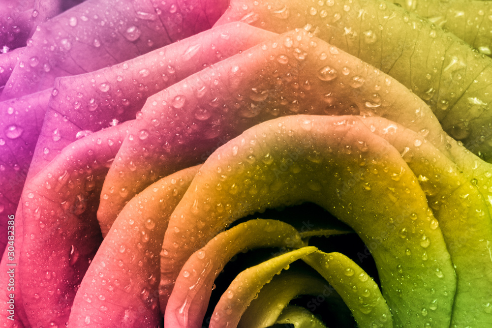 Obraz premium multicolor rose