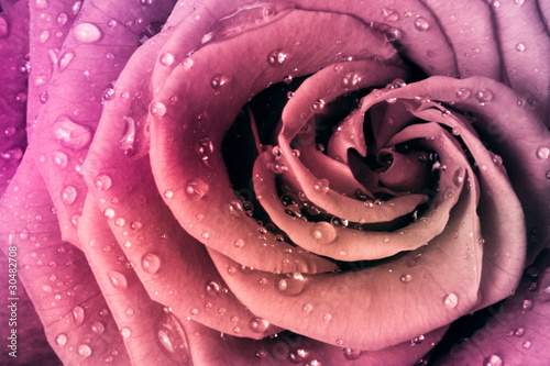 Fototapeta Naklejka Na Ścianę i Meble -  multicolor rose