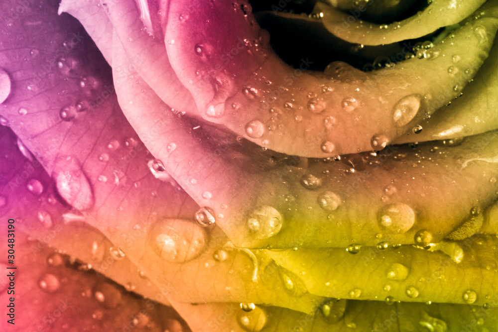 Naklejka premium multicolor rose