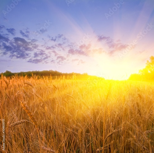 wheat field at the sunset © Yuriy Kulik