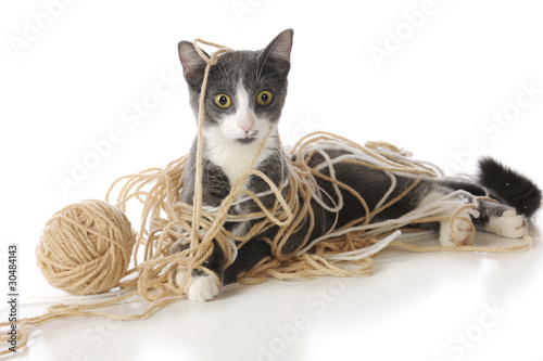 Tangled-Up Kitty