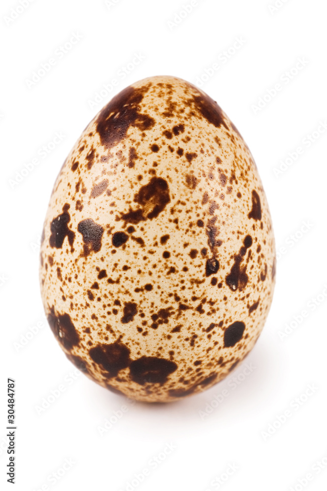 egg quail isolated on white background egg quail isolated on white background