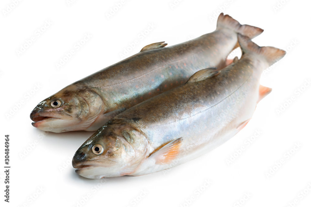 Salvelinus, salmonid. Isolated on the white background Salvelinus, salmonid. Isolated on the white background