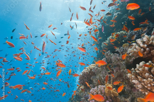 Obraz na płótnie Coral reef scene with anthias fish w salonie