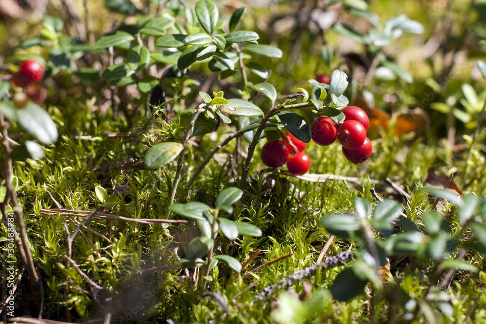 red cranberries in the forest