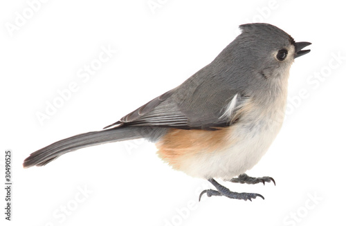 Tufted Titmouse, Baeolophus bicolor, isolated © chas53