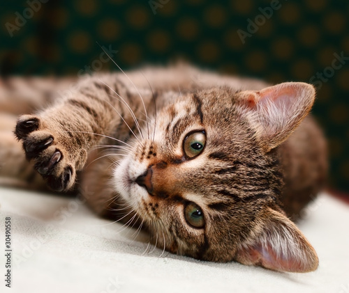 Tabby Cat laying on side photo