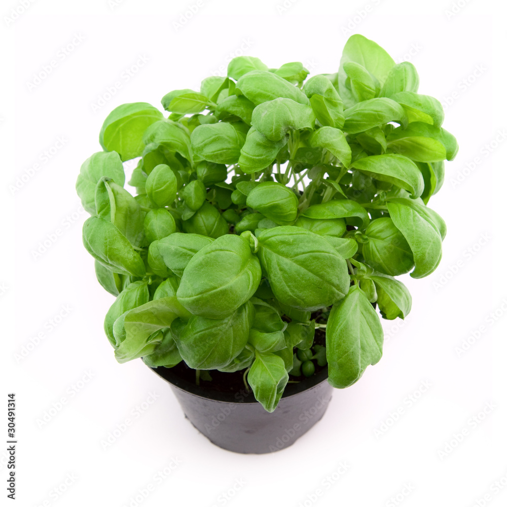 Fresh Basil Fresh Basil