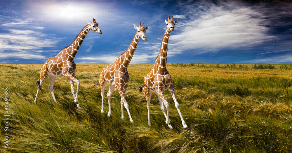 Obraz premium Three giraffes run on the field