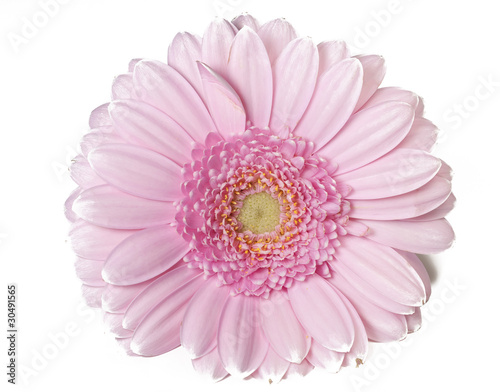Pink Gerber flower in full bloom