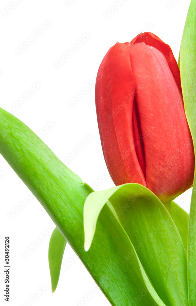 Naklejka premium red tulip
