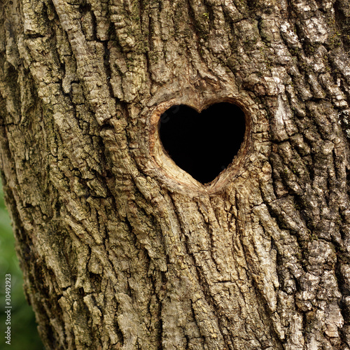 Canvas Print Bird nest in hollow trunk