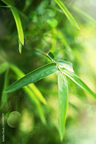 Bamboo Leaves #30494317