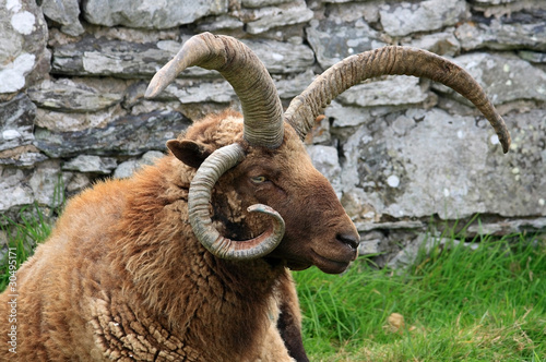 Loaghtan Ram