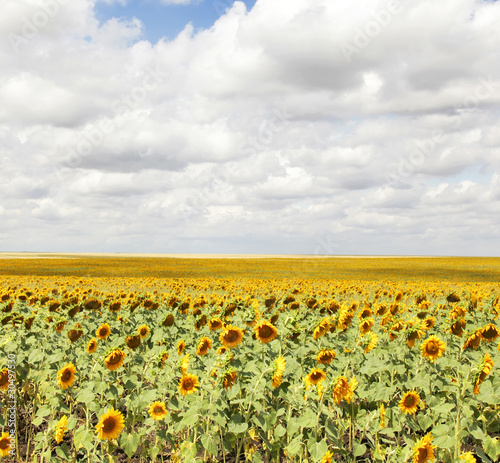 Sunflowers field.