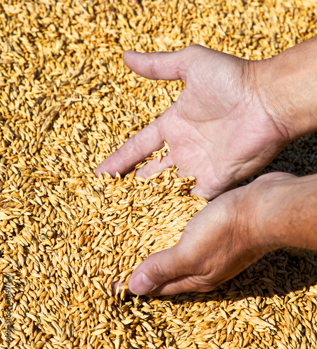 Wheat and hands of the old farmer