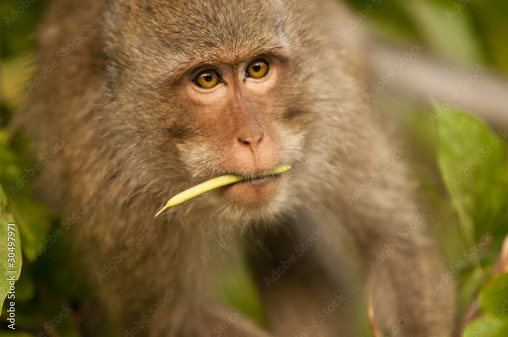 Obraz premium monkey in jungle, Koh Chang, Thailand