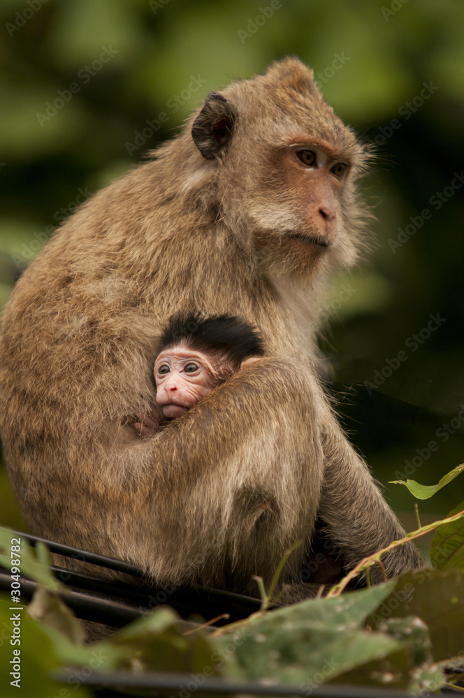 Obraz premium Monkey with baby