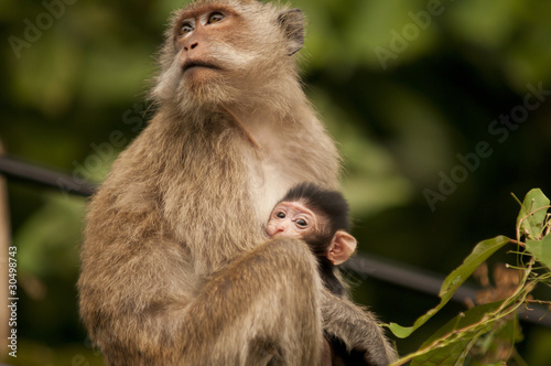 Monkey with baby © JonMilnes