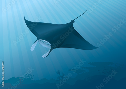 Valokuvatapetti Manta Ray flying above the seabed. Full compatible gradients