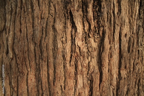 樹木の皮