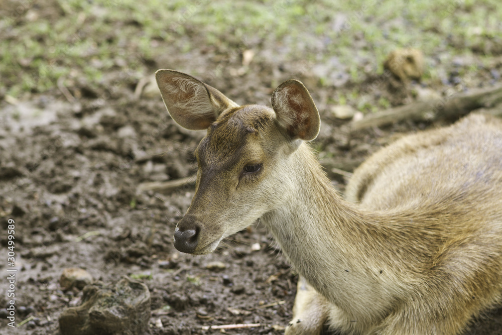 biche de l ile maurice biche de l ile maurice