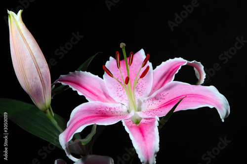 Fototapeta Naklejka Na Ścianę i Meble -  Pink lily flower closeup view