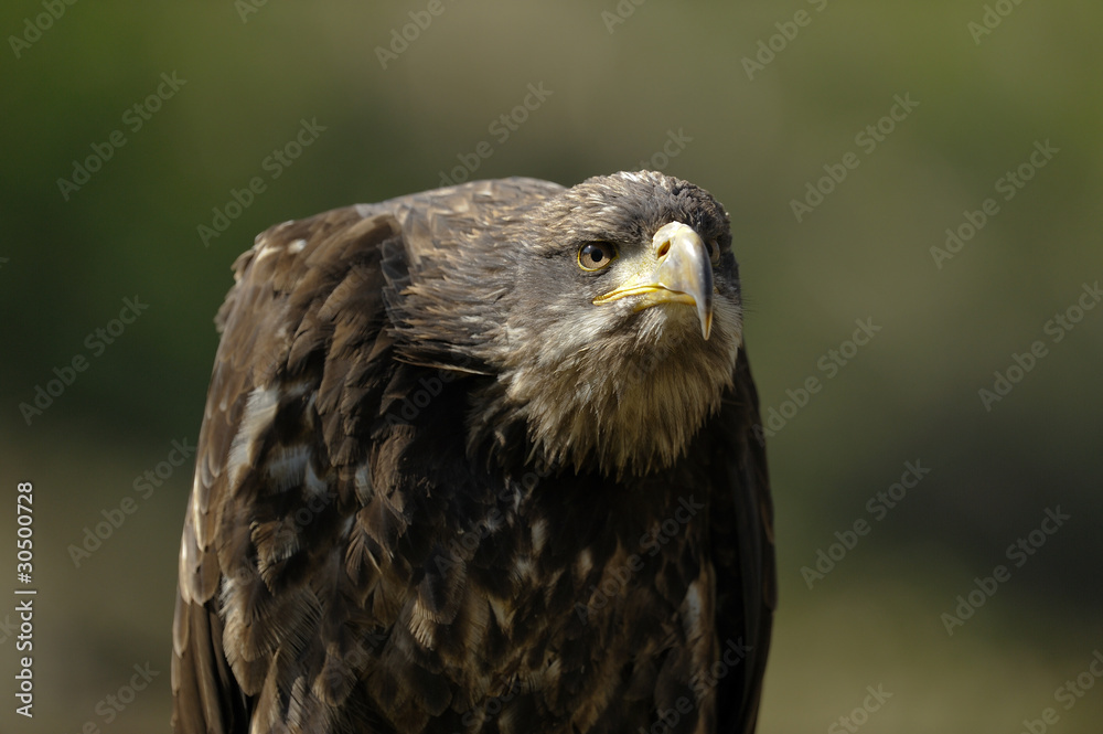 Naklejka premium aigle